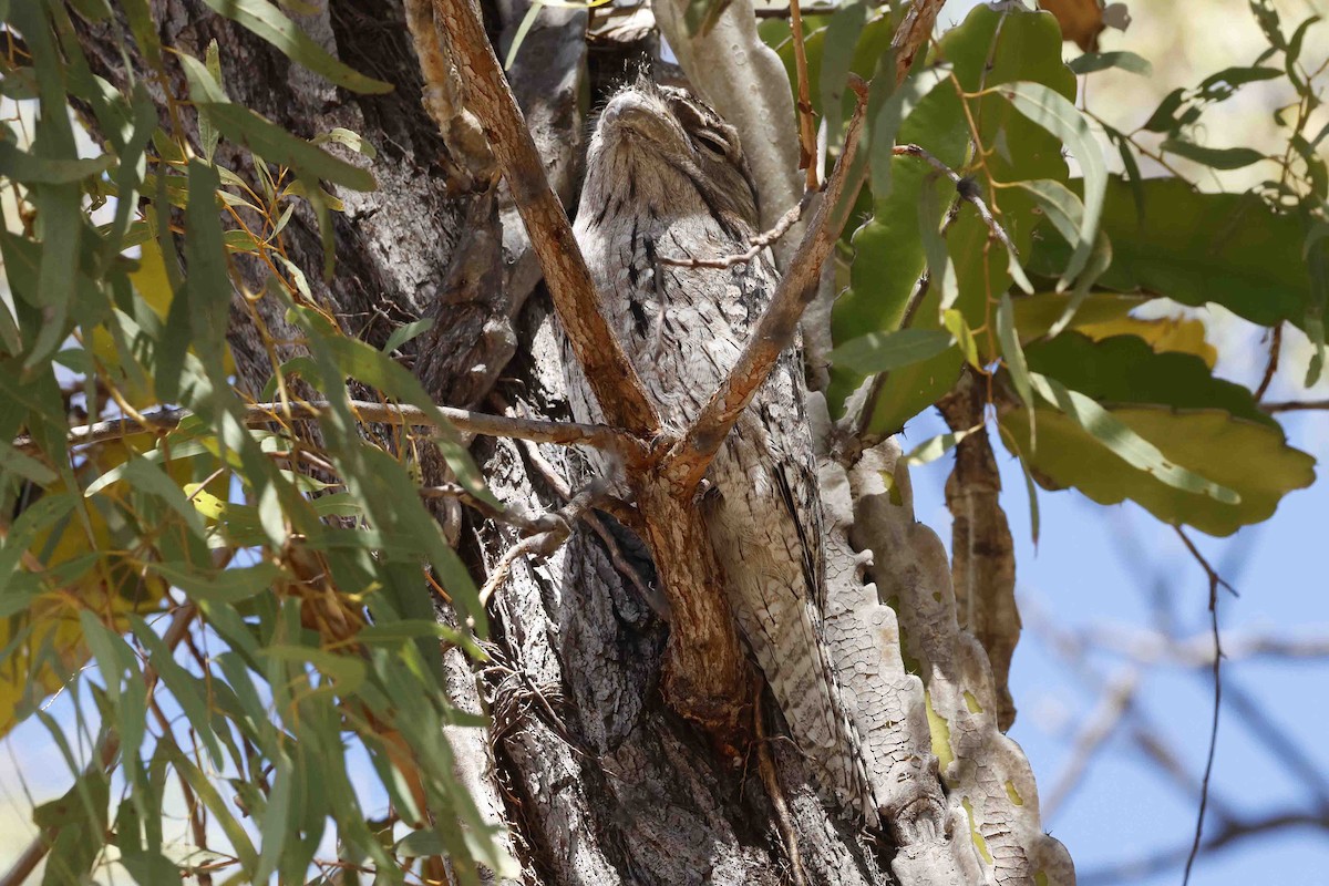 Tawny Frogmouth - ML643101194