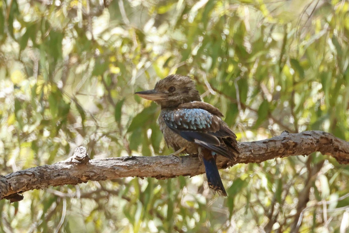 Blue-winged Kookaburra - ML643101203