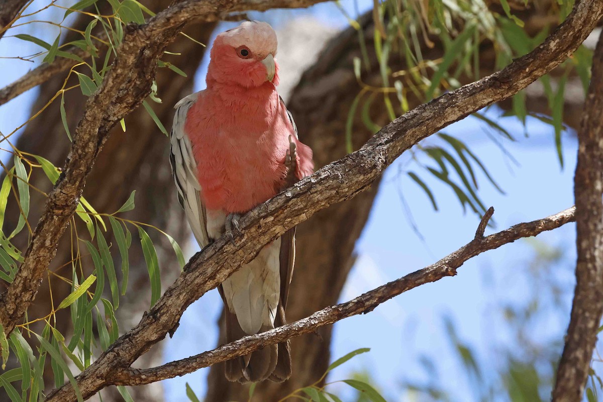 Galah - ML643101209