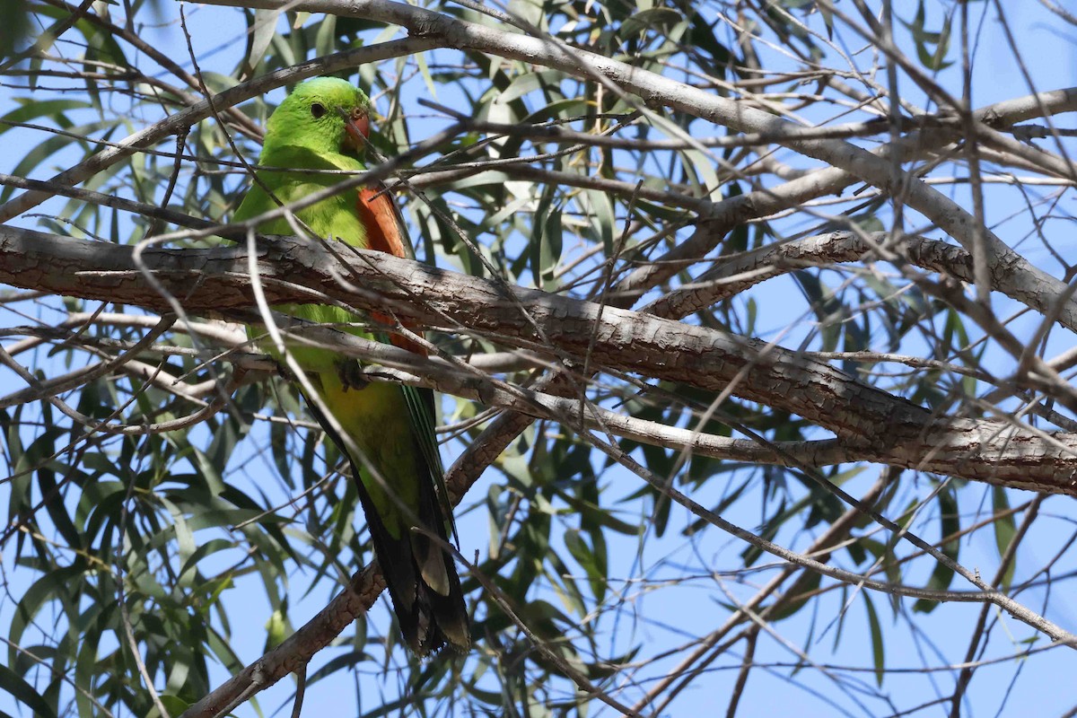 Red-winged Parrot - ML643101212
