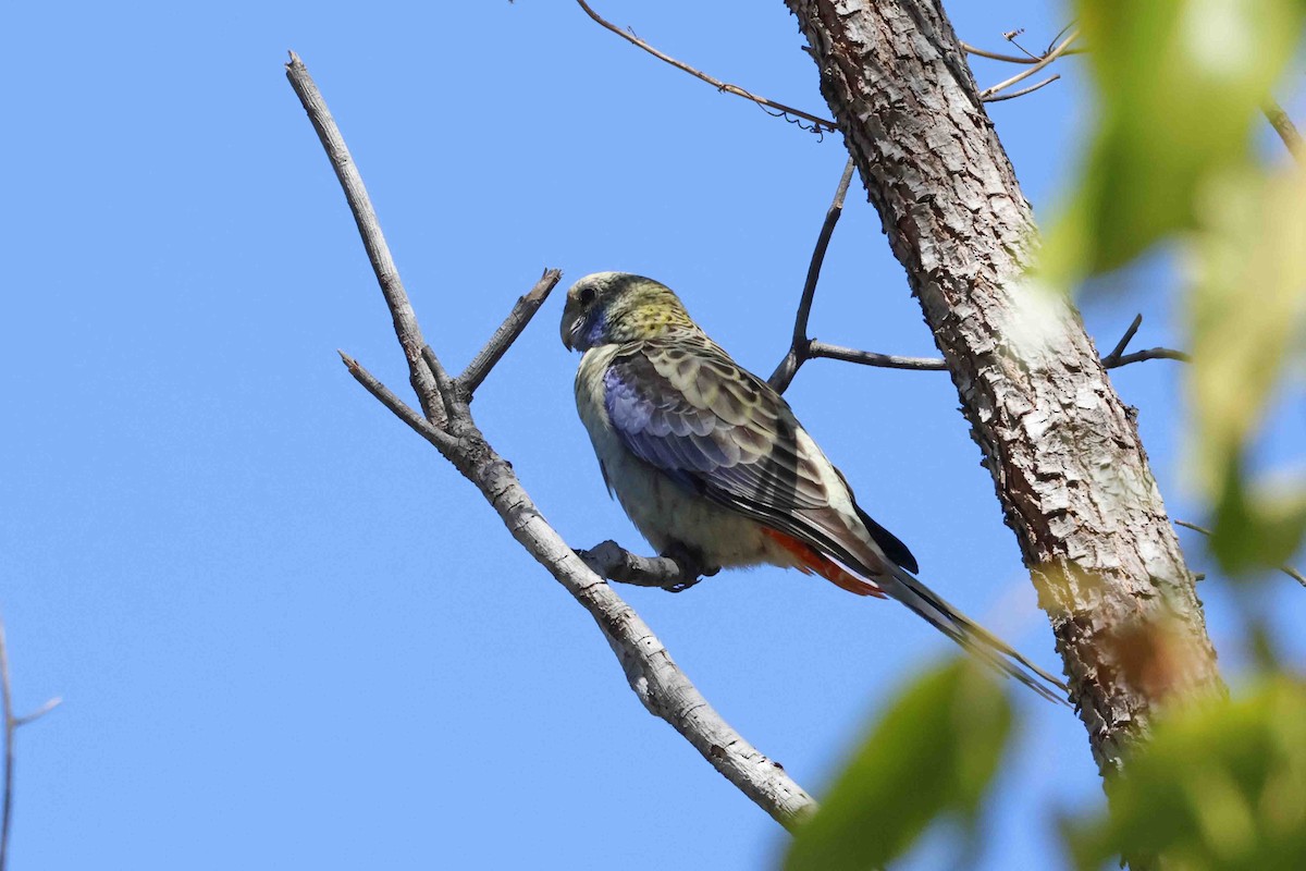 Pale-headed Rosella - ML643101216