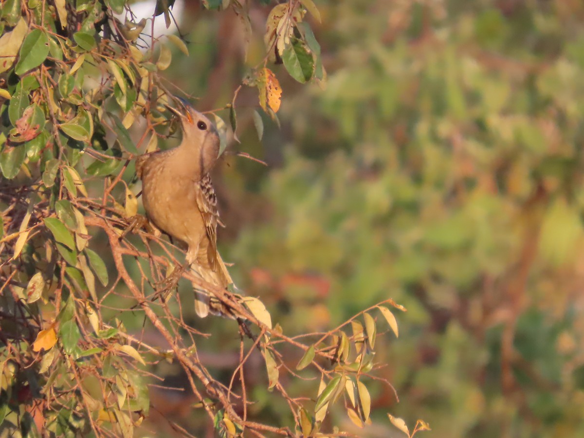 Great Bowerbird - ML643101218