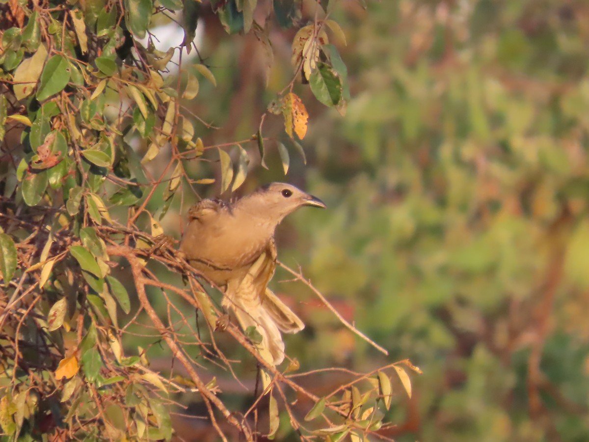 Great Bowerbird - ML643101219