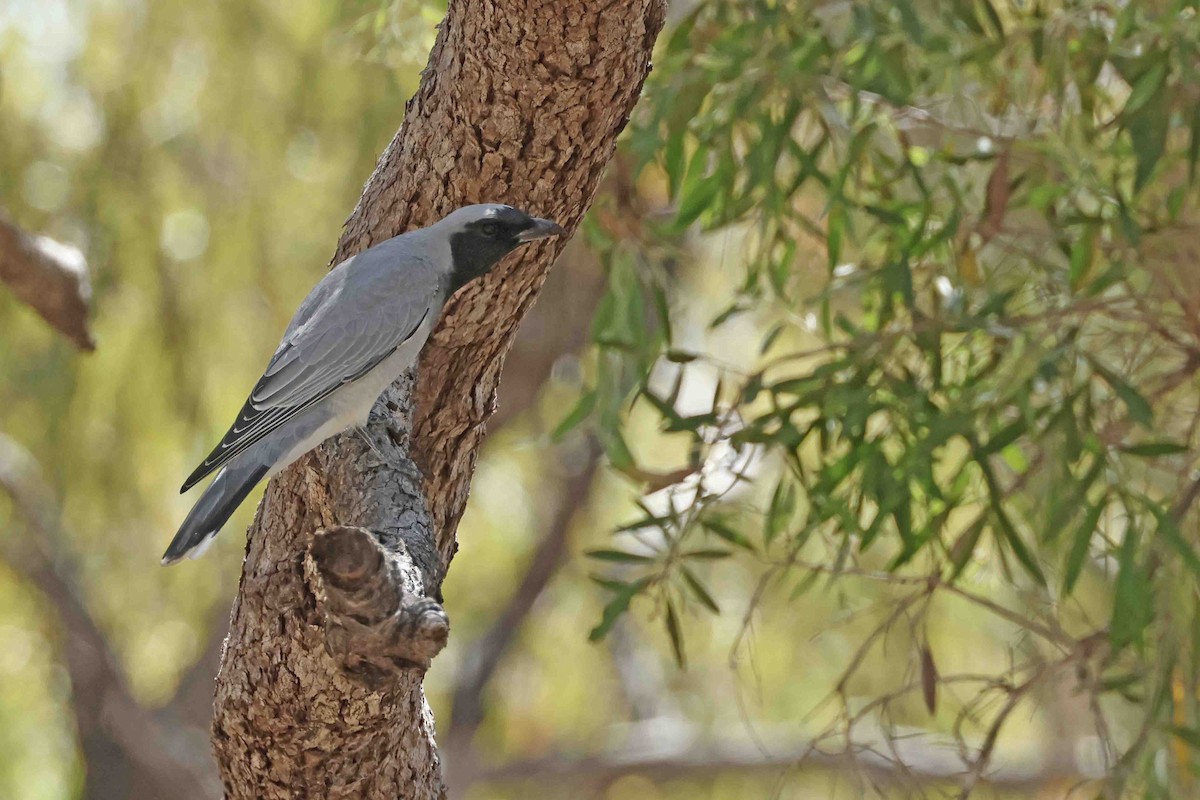 Black-faced Cuckooshrike - ML643101221