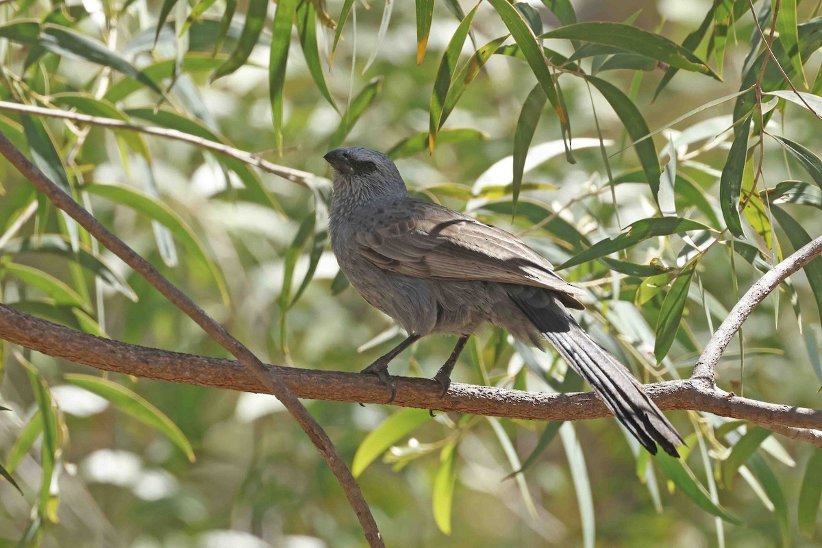 Apostlebird - ML643101227