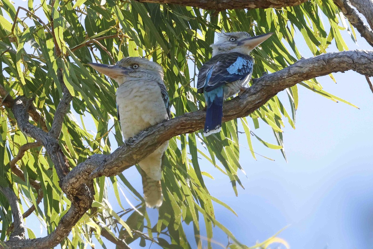 Blue-winged Kookaburra - ML643101243