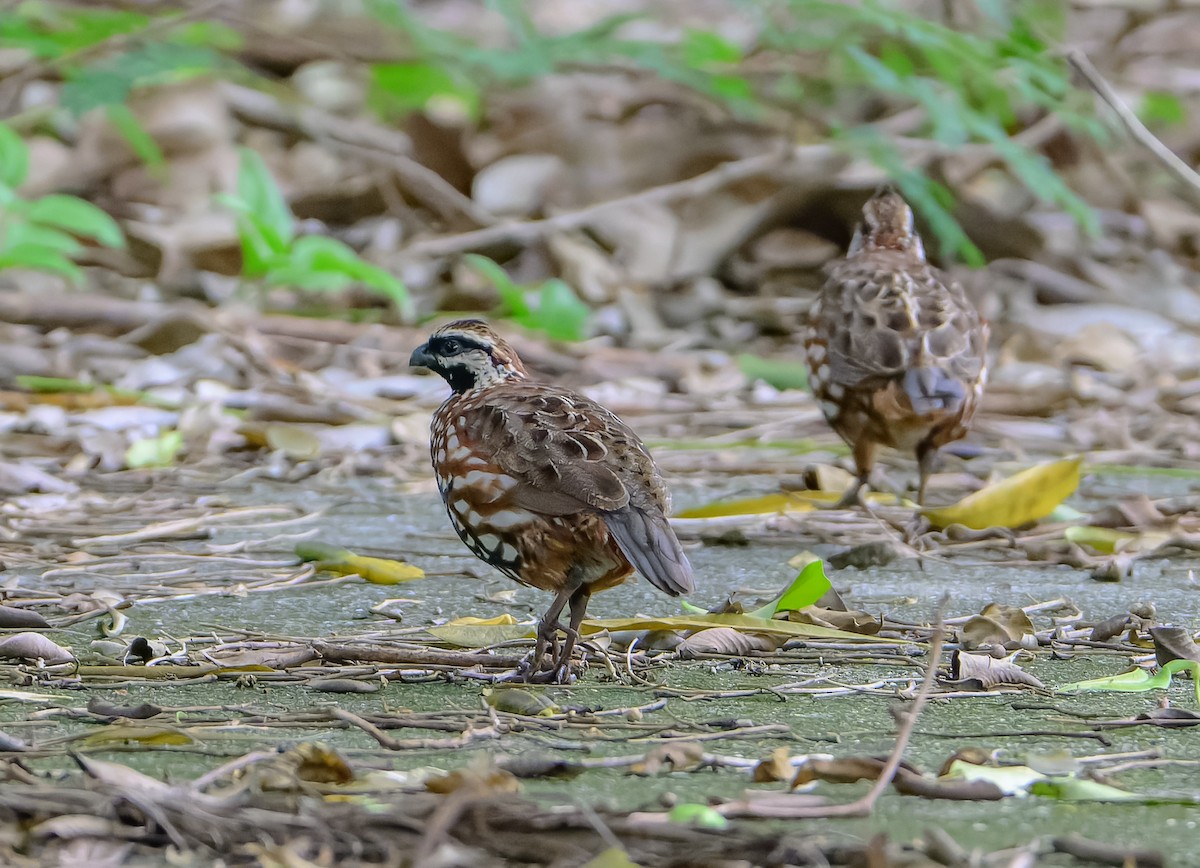 Black-throated Bobwhite - ML643101245