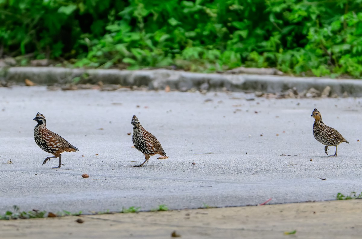 Black-throated Bobwhite - ML643101246