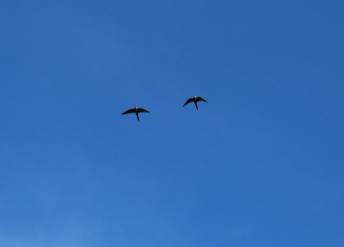 Chestnut-fronted Macaw - ML643101252