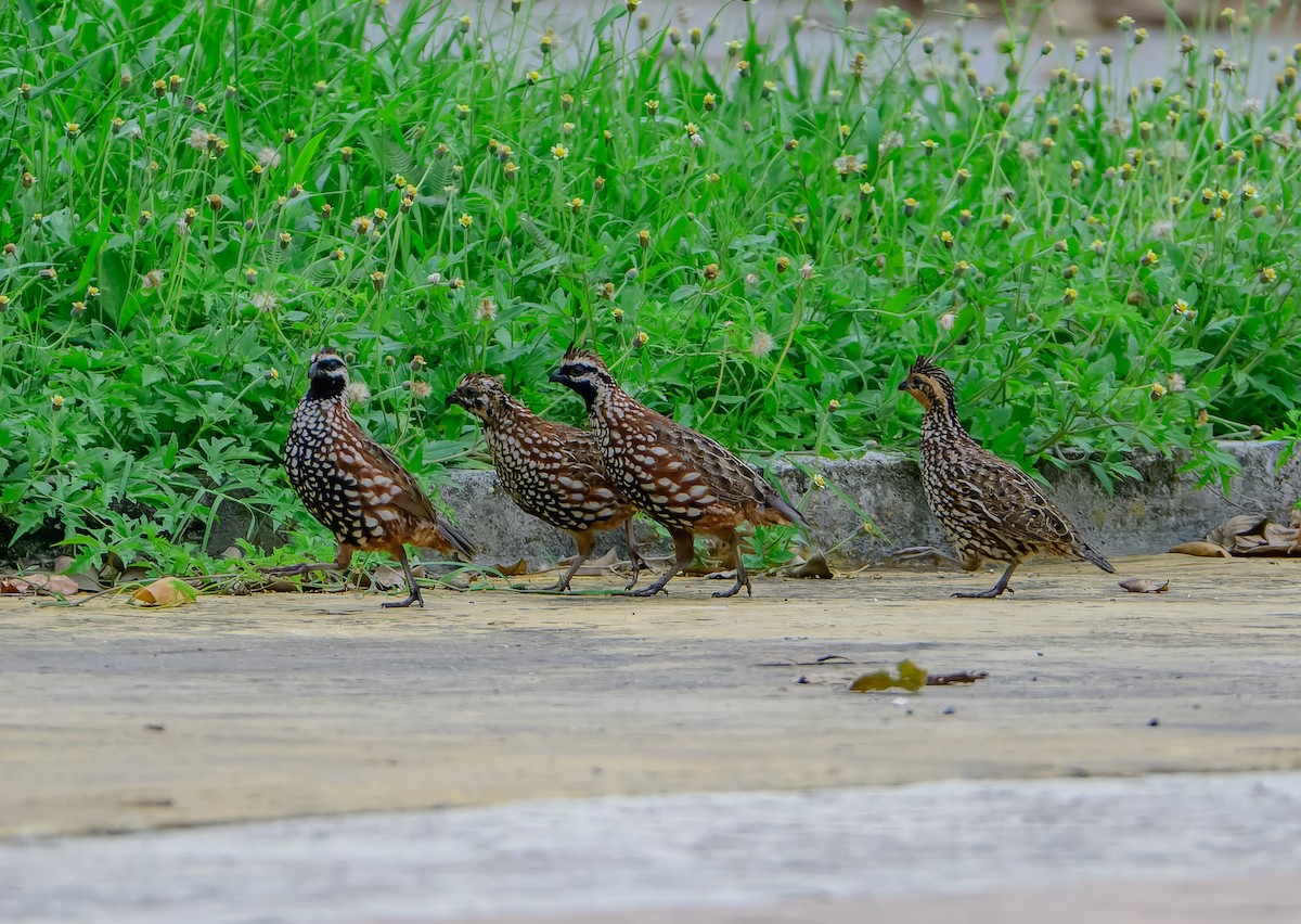Black-throated Bobwhite - ML643101255