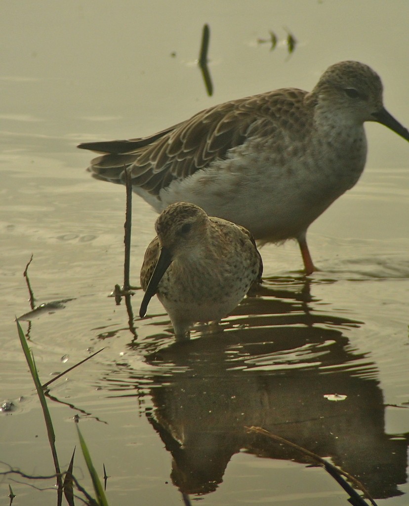 Curlew Sandpiper - ML643101267