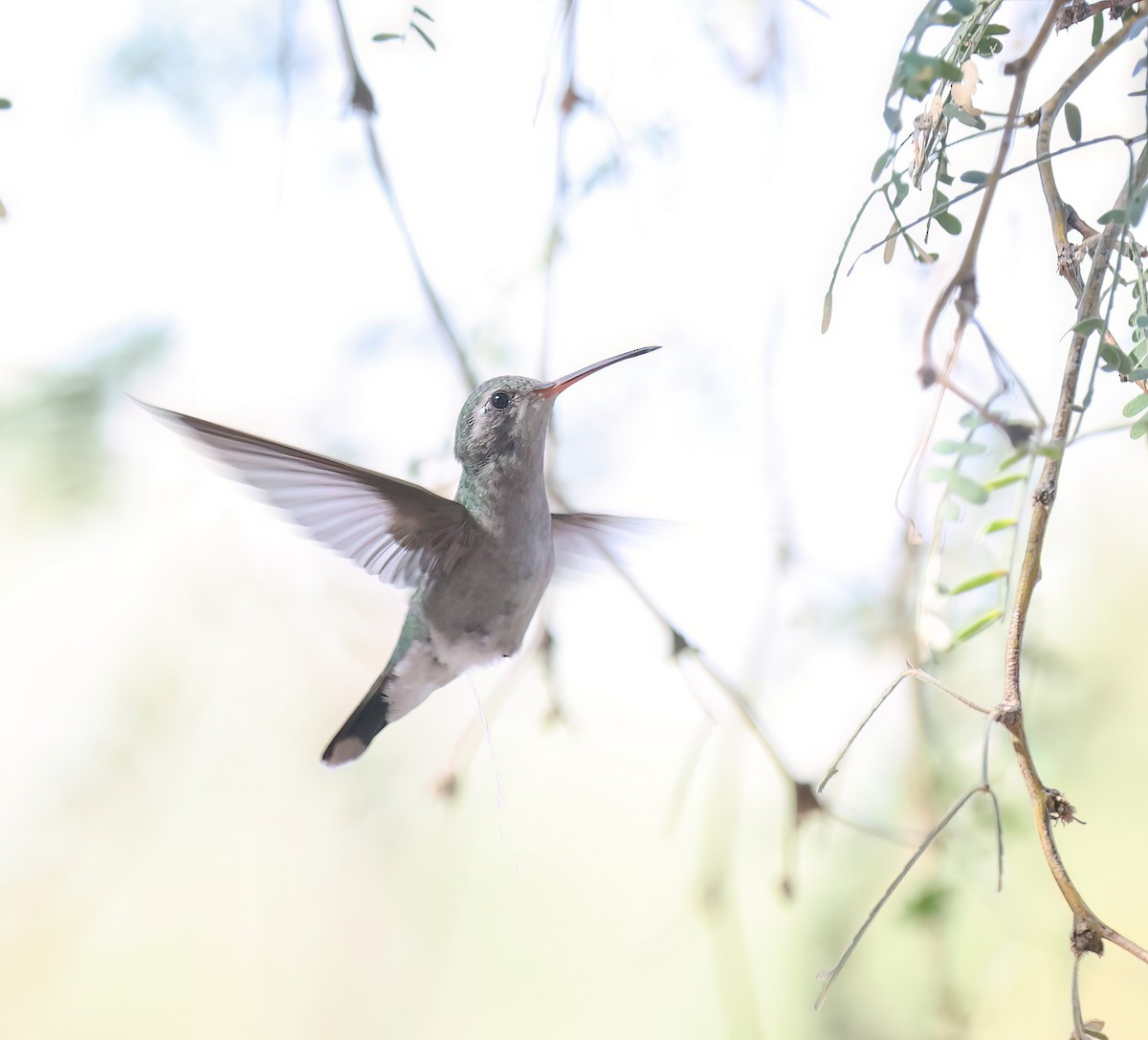 brednebbkolibri - ML643101271