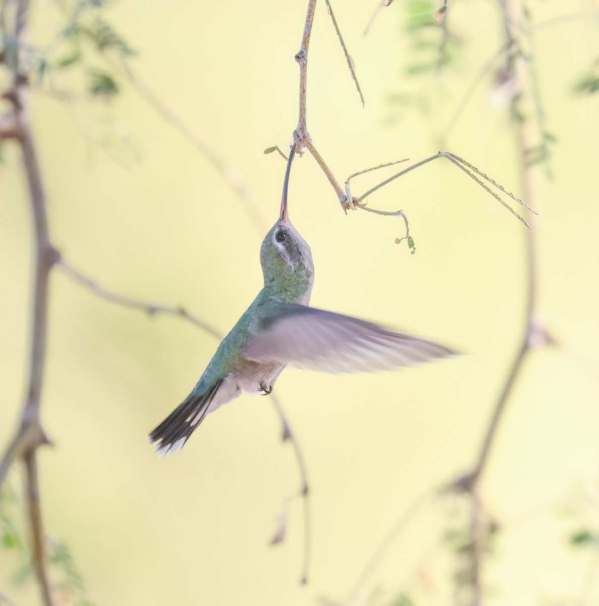 brednebbkolibri - ML643101272