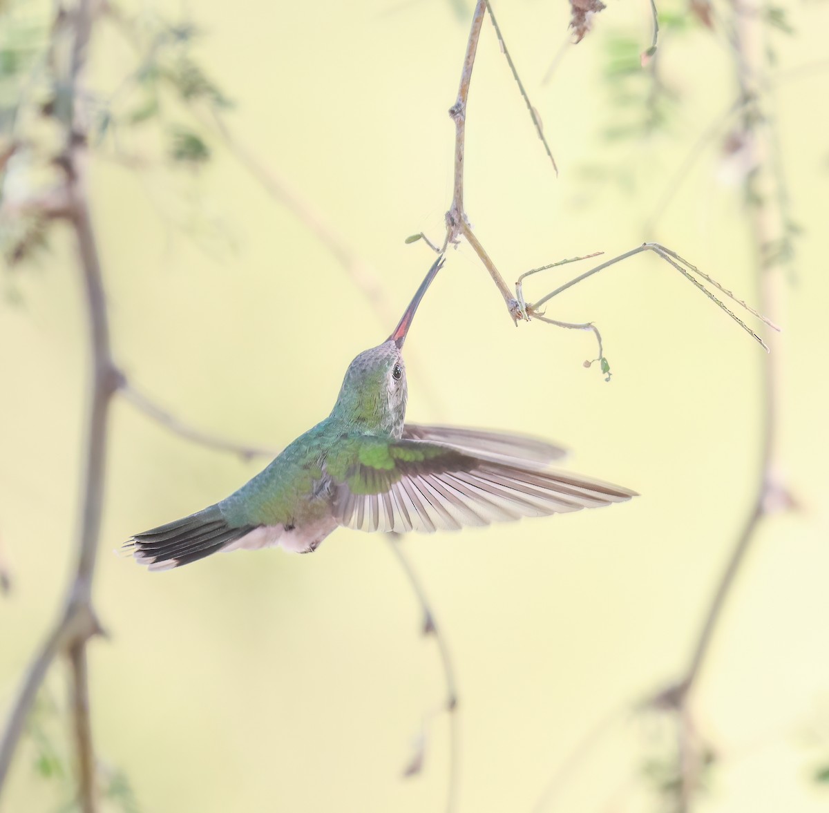 brednebbkolibri - ML643101274