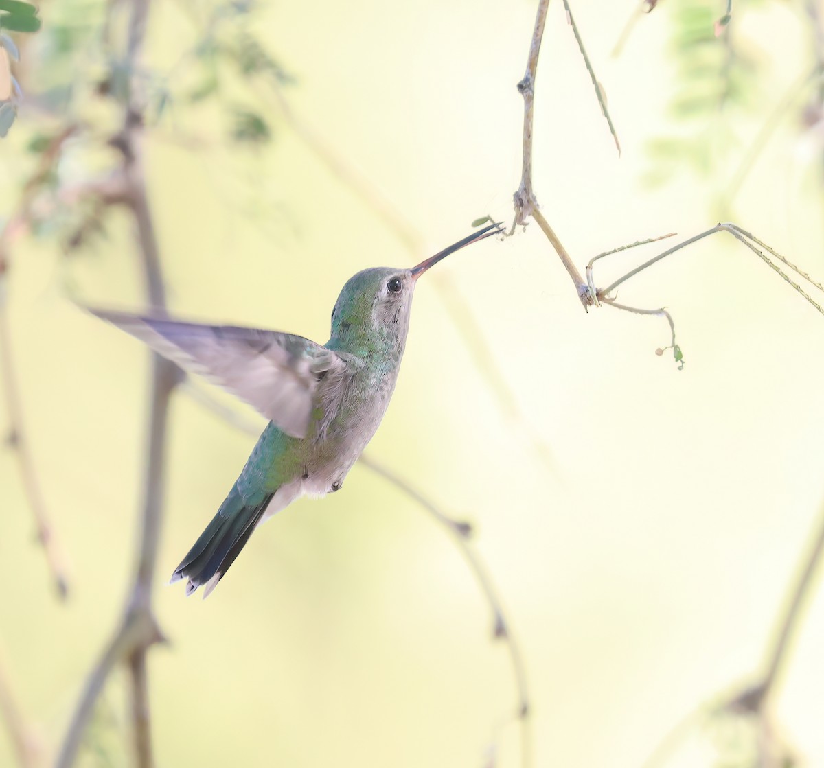 brednebbkolibri - ML643101275