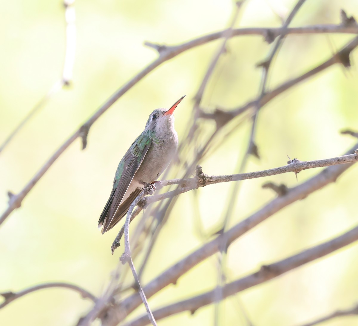 brednebbkolibri - ML643101276