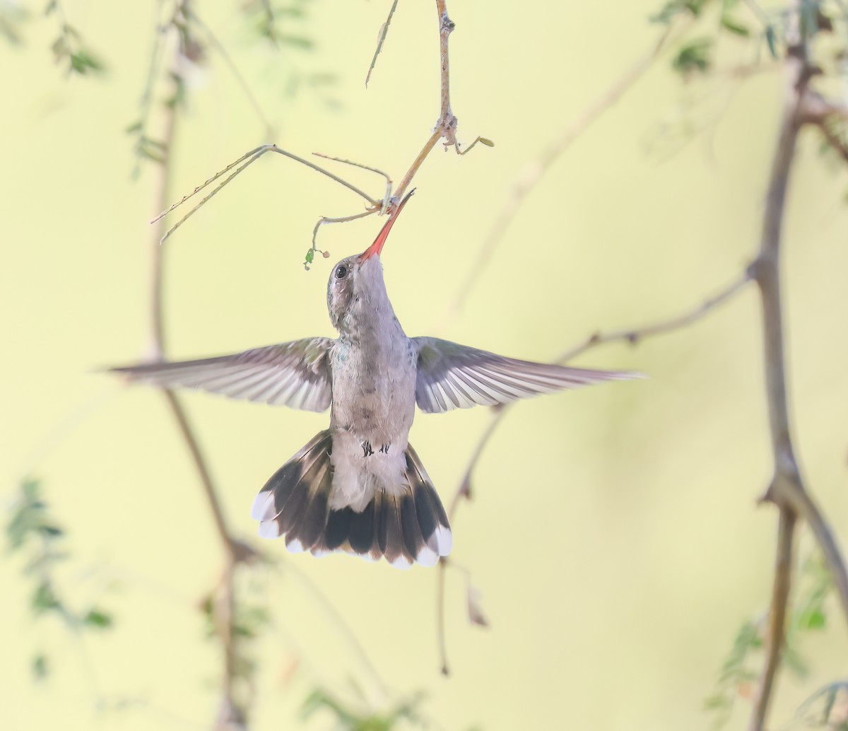 brednebbkolibri - ML643101278