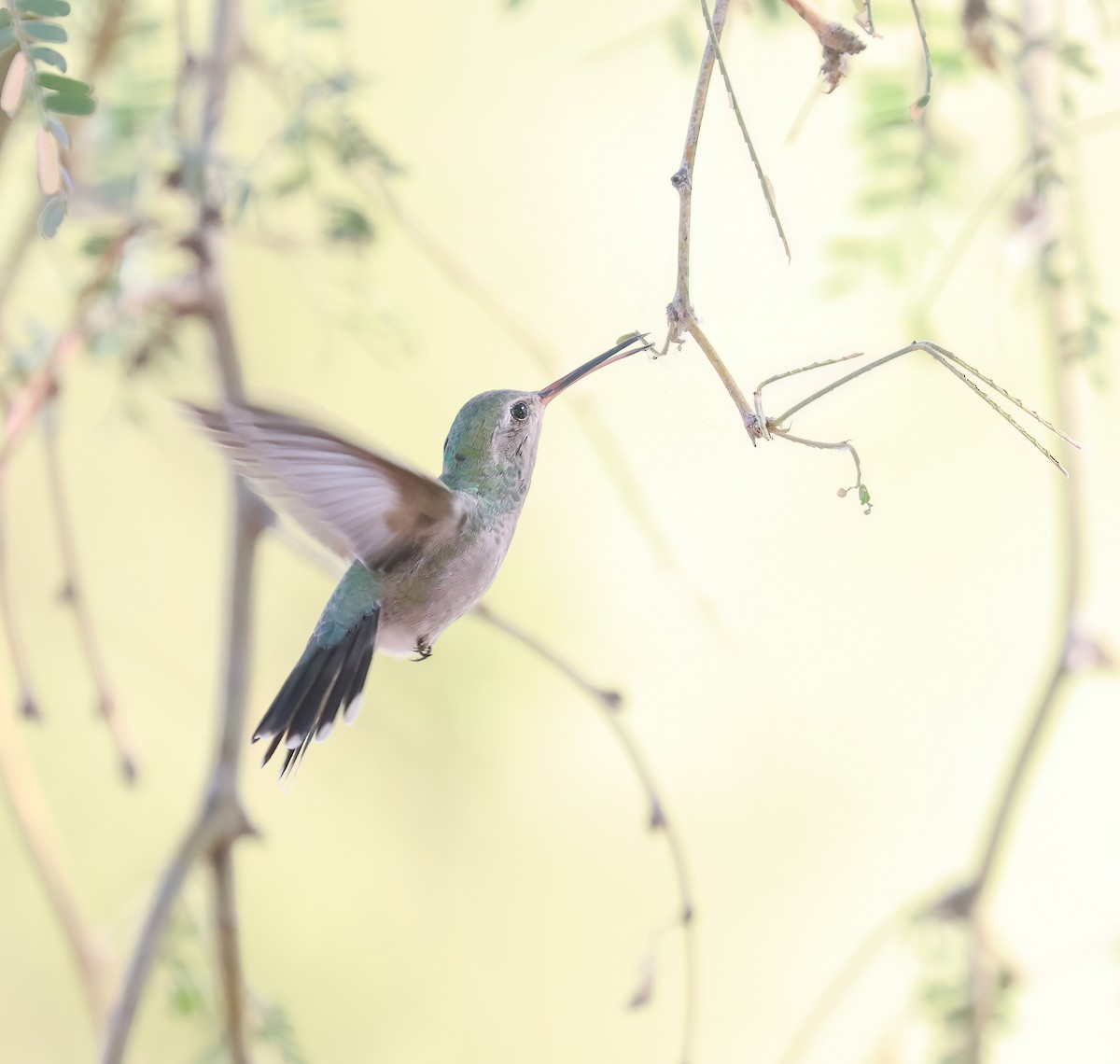 brednebbkolibri - ML643101279