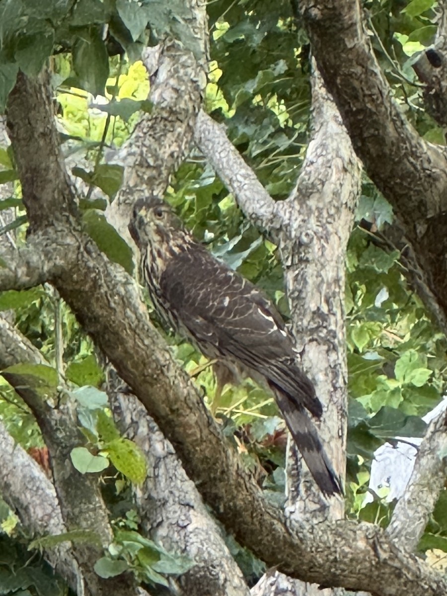 Cooper's Hawk - ML643101327
