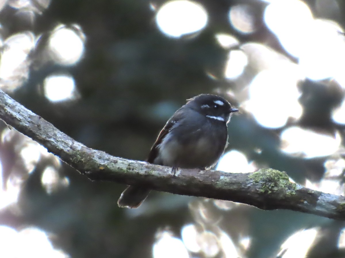 Gray Fantail - ML643101328