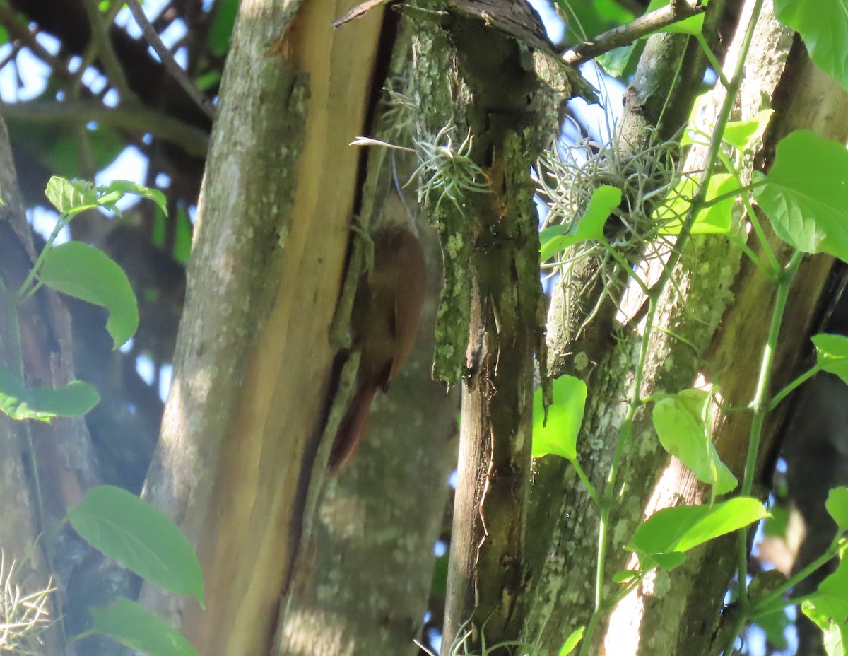 Cocoa Woodcreeper - ML643101345