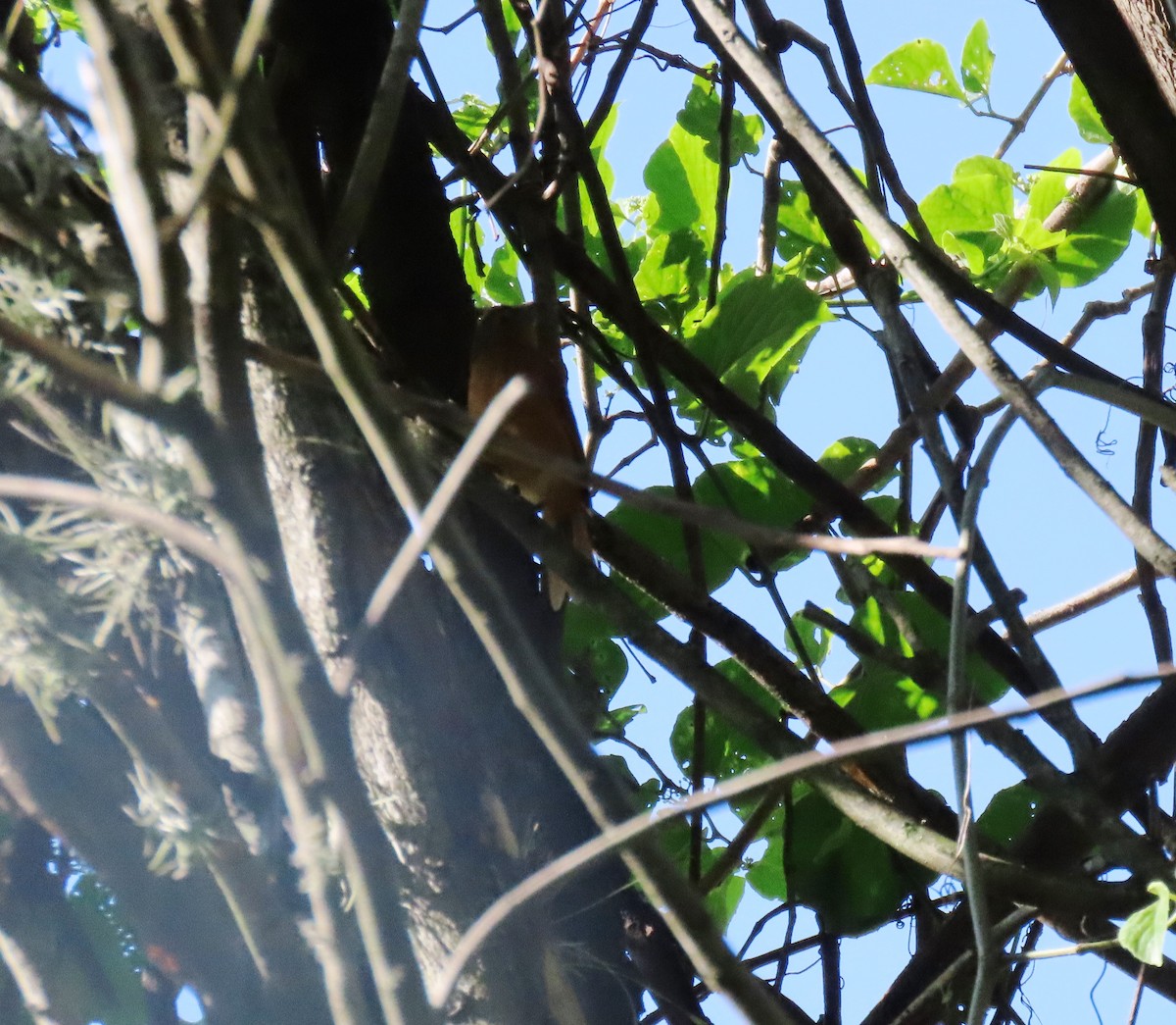 Cocoa Woodcreeper - ML643101346