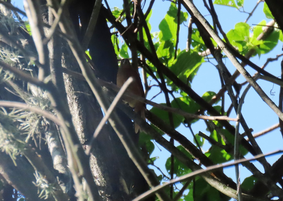 Cocoa Woodcreeper - ML643101347