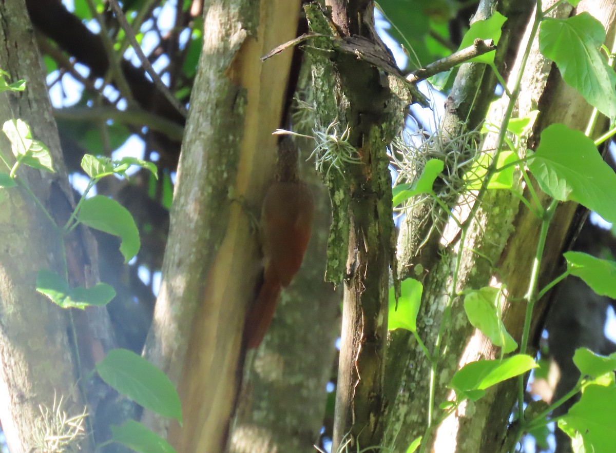 Cocoa Woodcreeper - ML643101349