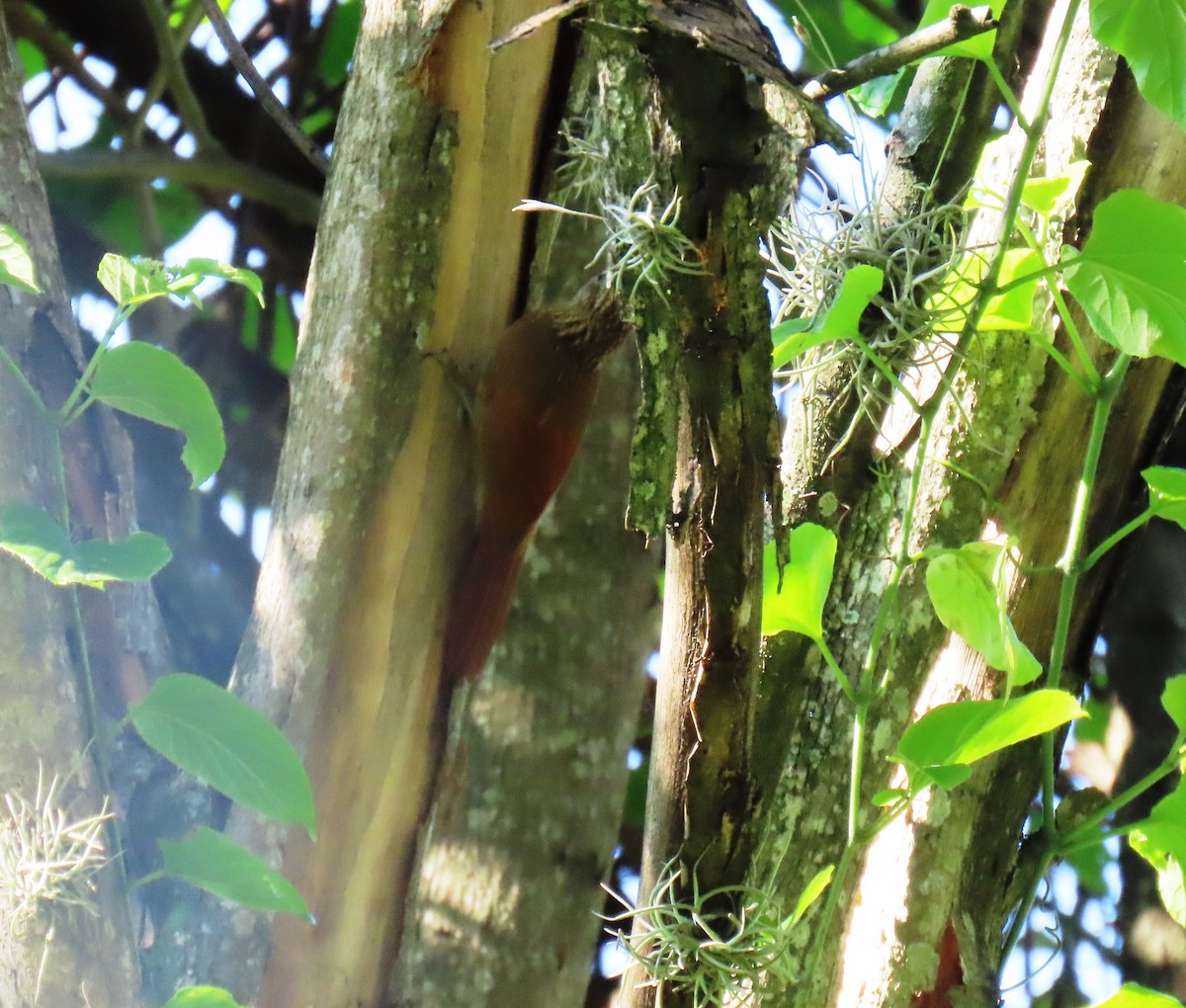 Cocoa Woodcreeper - ML643101350
