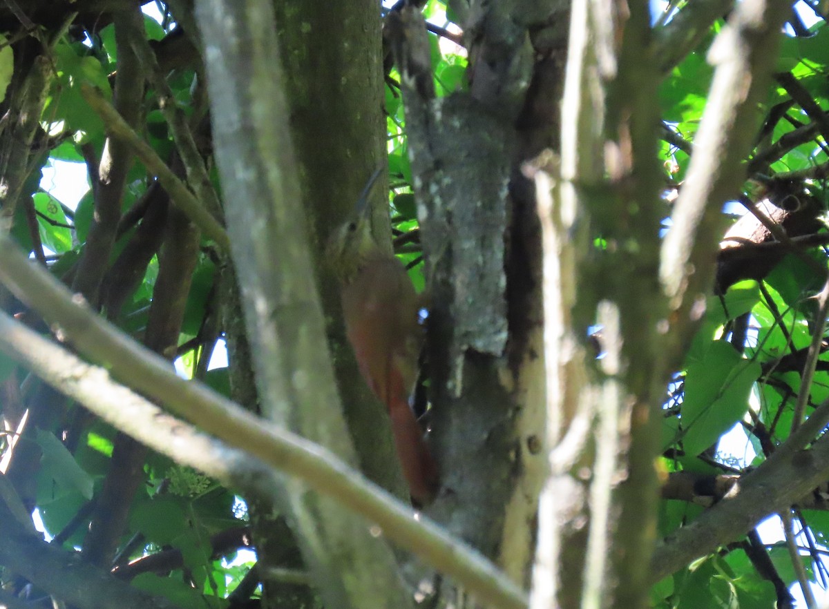 Cocoa Woodcreeper - ML643101351