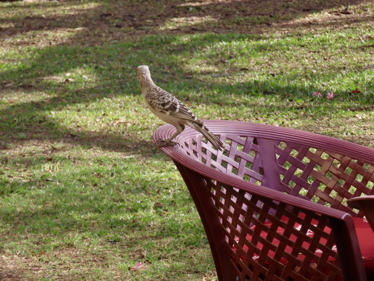 Great Bowerbird - ML643101356