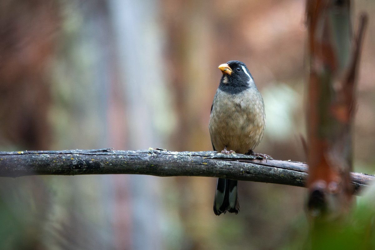 Golden-billed Saltator - ML643101379