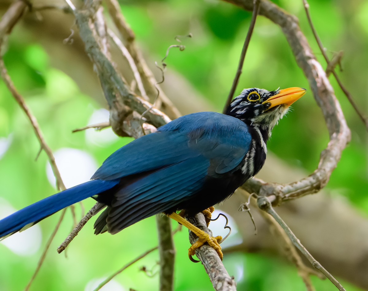 Yucatan Jay - ML643101386