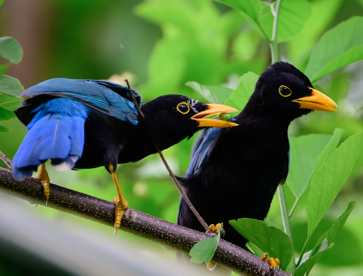Yucatan Jay - ML643101394