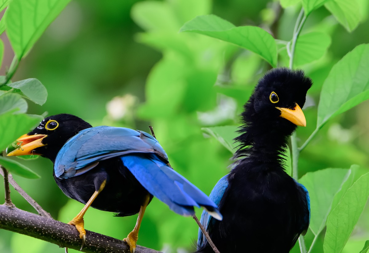 Yucatan Jay - ML643101395