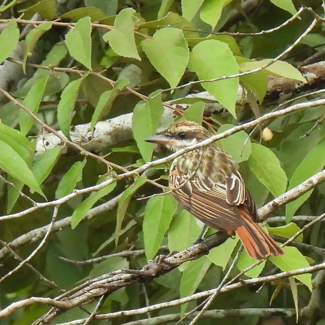 Streaked Flycatcher - ML643101403
