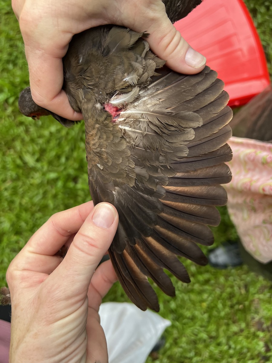 Ruddy Quail-Dove - ML643101408