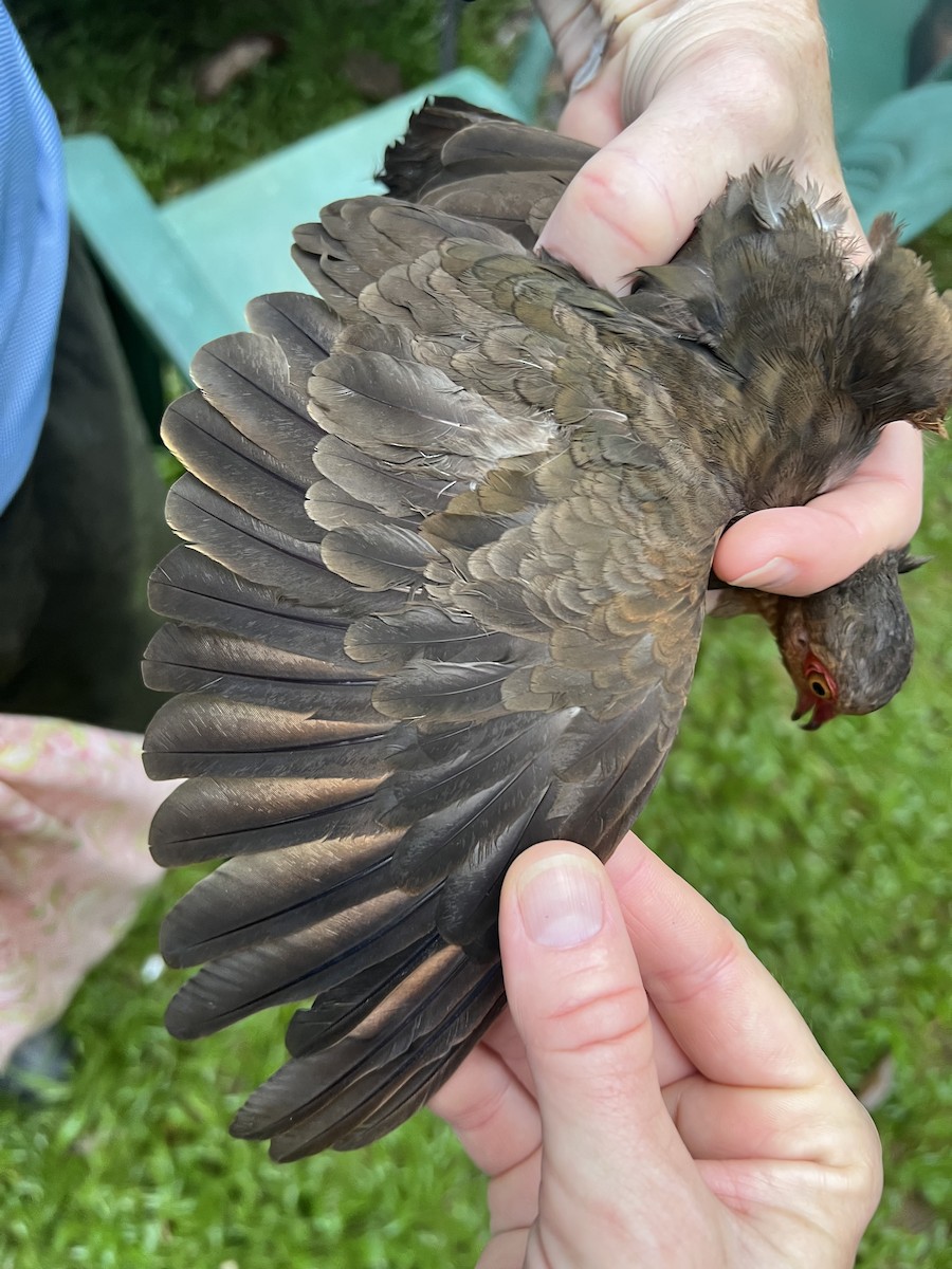 Ruddy Quail-Dove - ML643101409