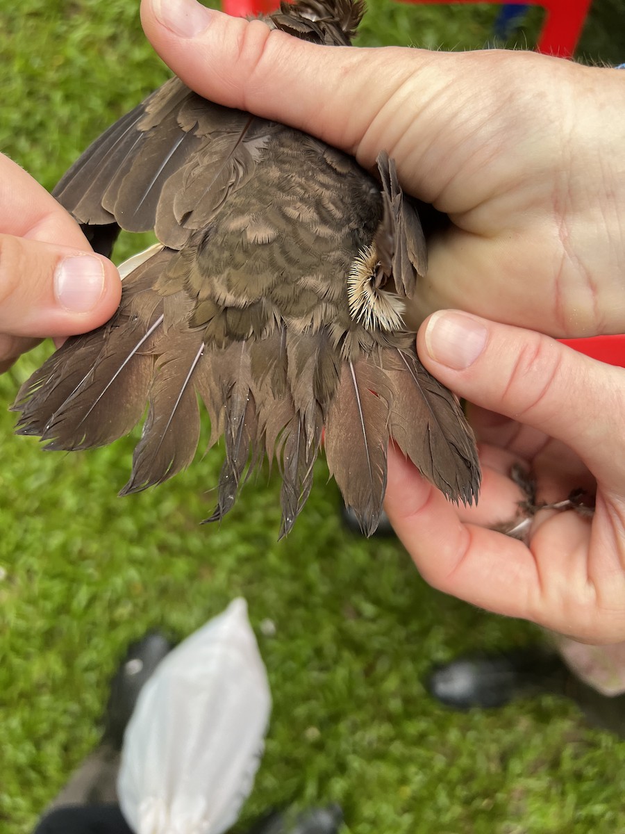 Ruddy Quail-Dove - ML643101410