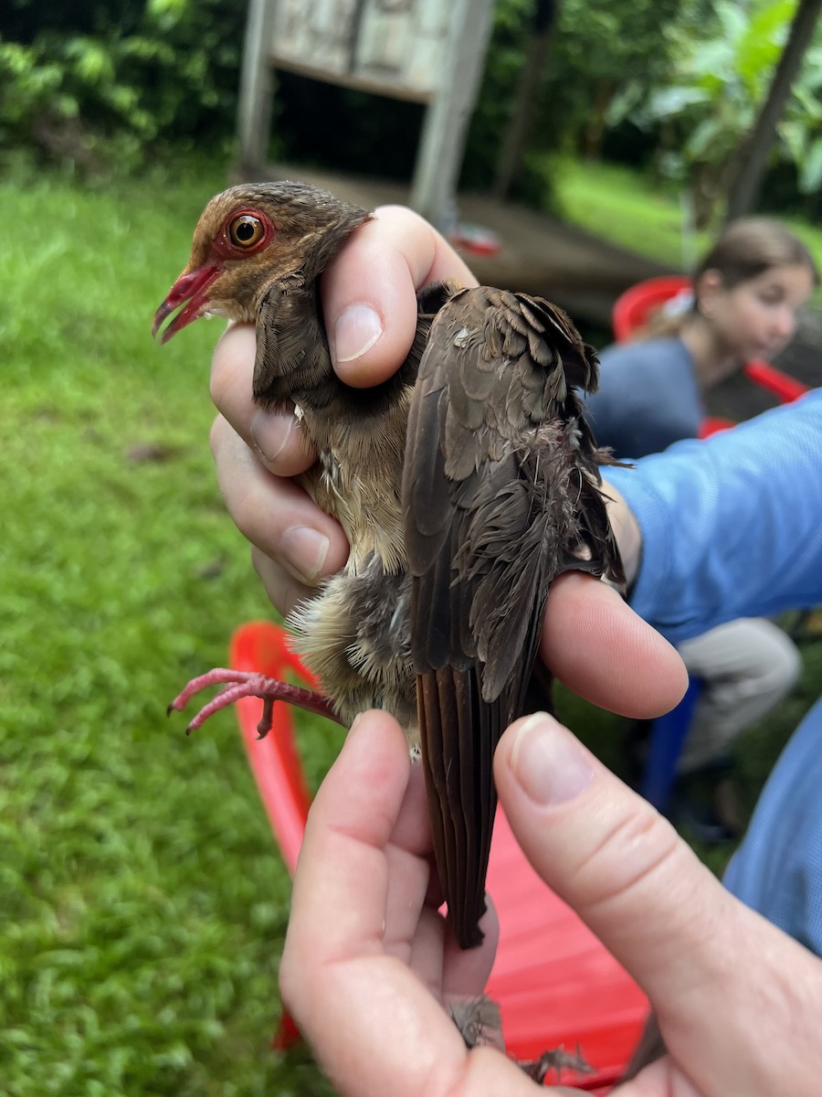 Ruddy Quail-Dove - ML643101411