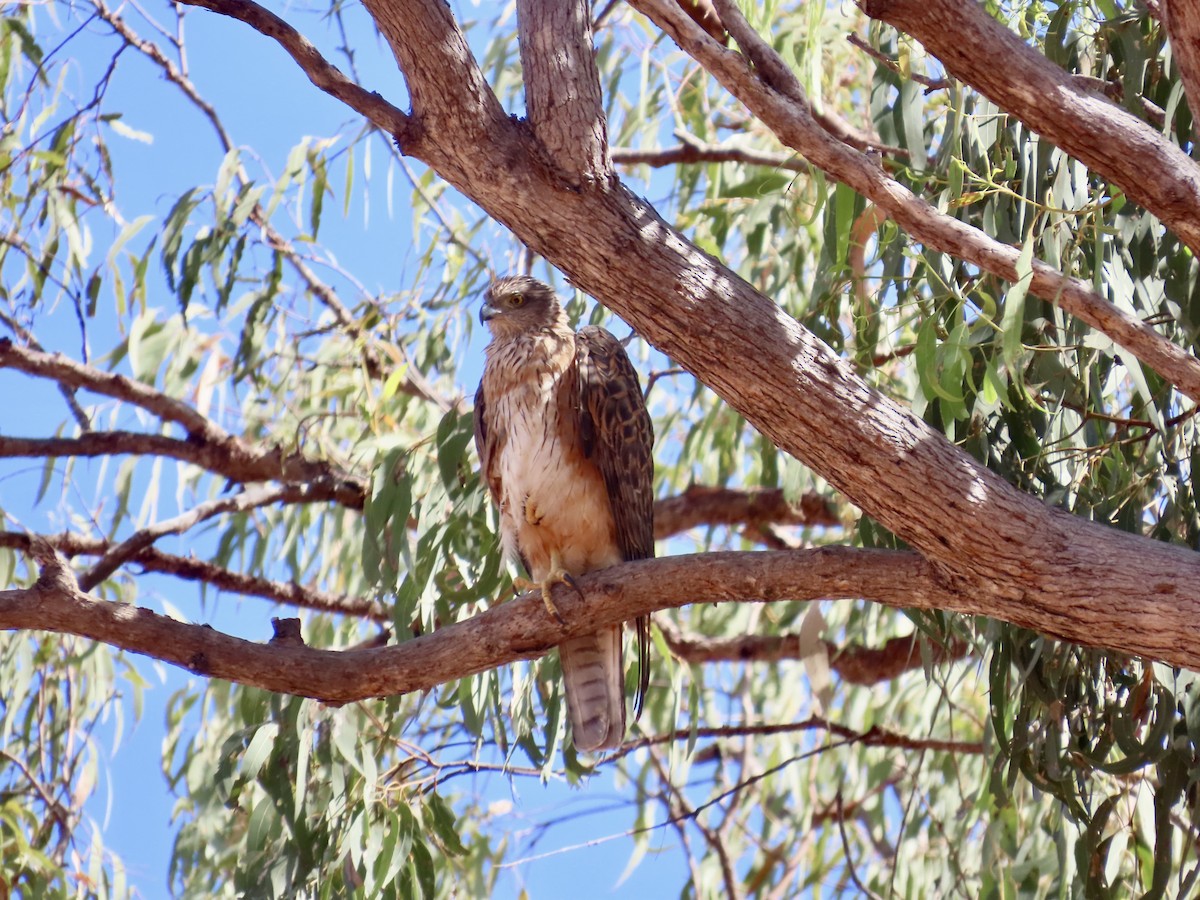 Red Goshawk - ML643101415
