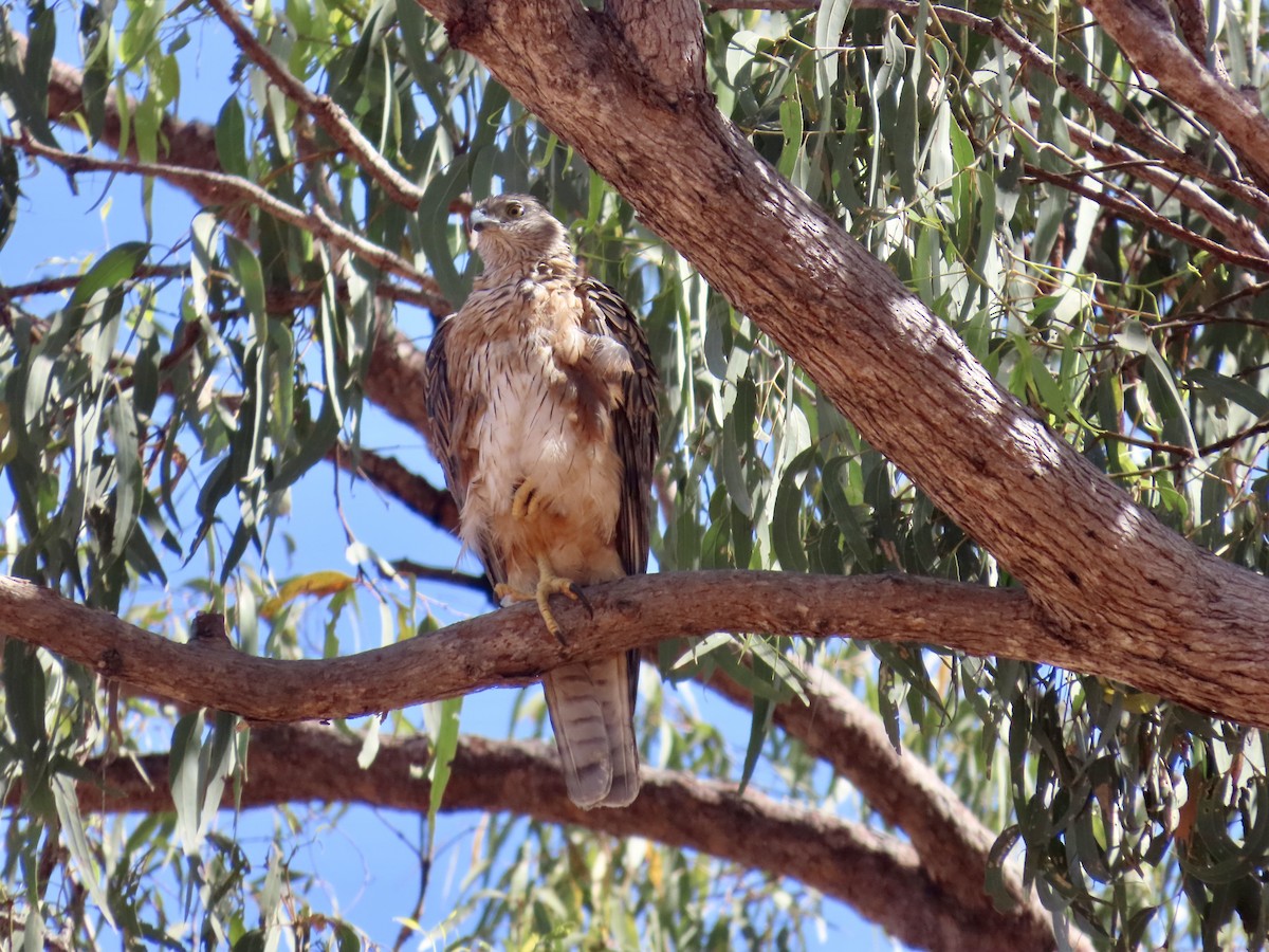 Red Goshawk - ML643101416