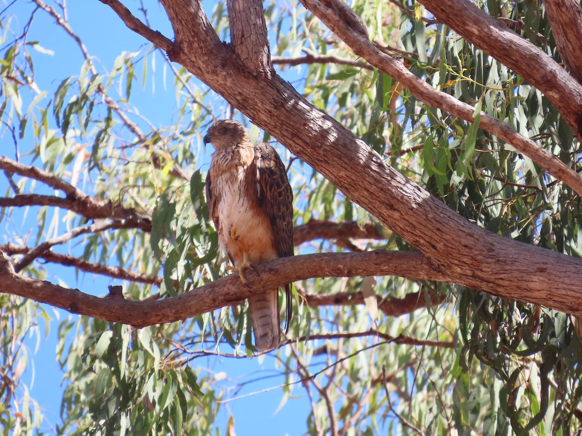 Red Goshawk - ML643101417