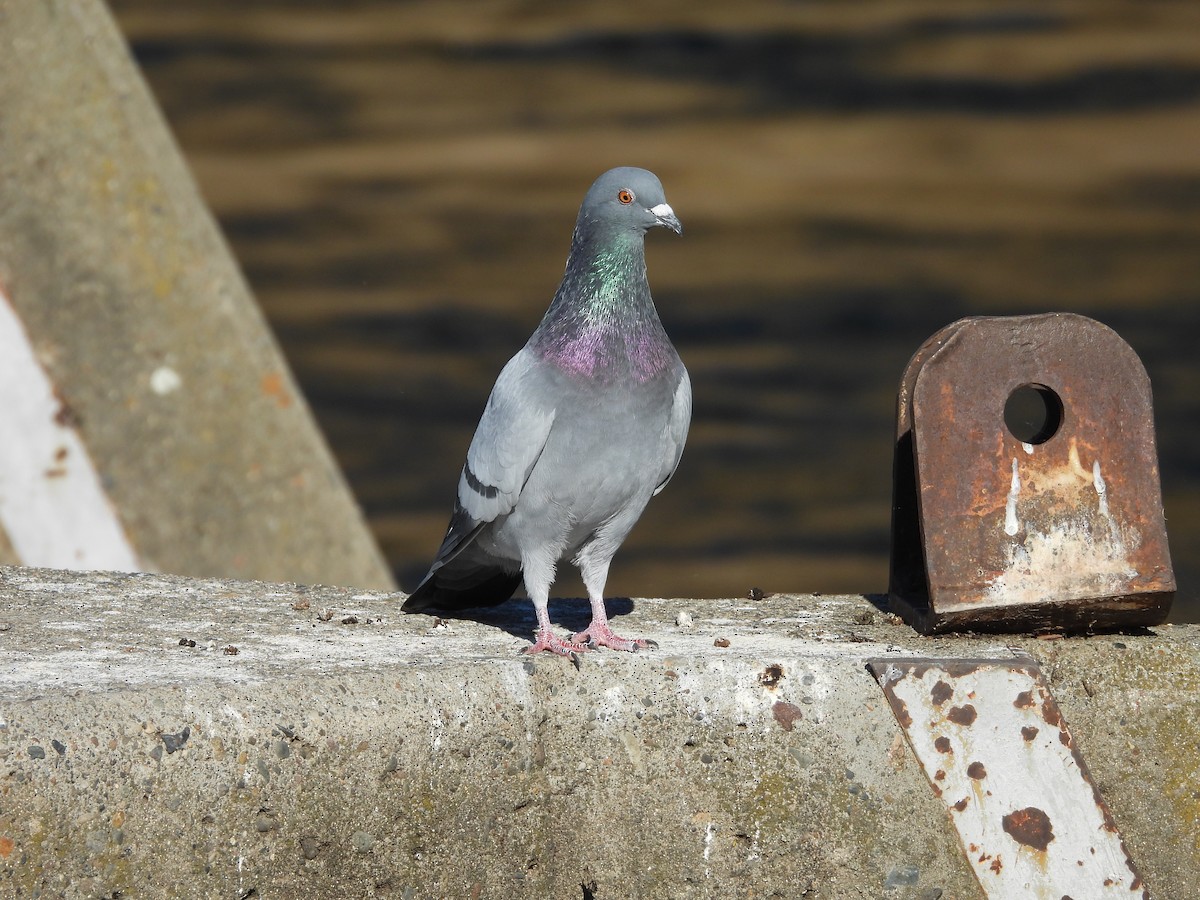 Rock Pigeon (Feral Pigeon) - ML643101428