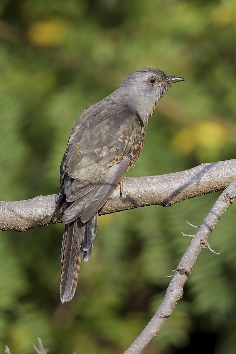 Plaintive Cuckoo - ML643101449