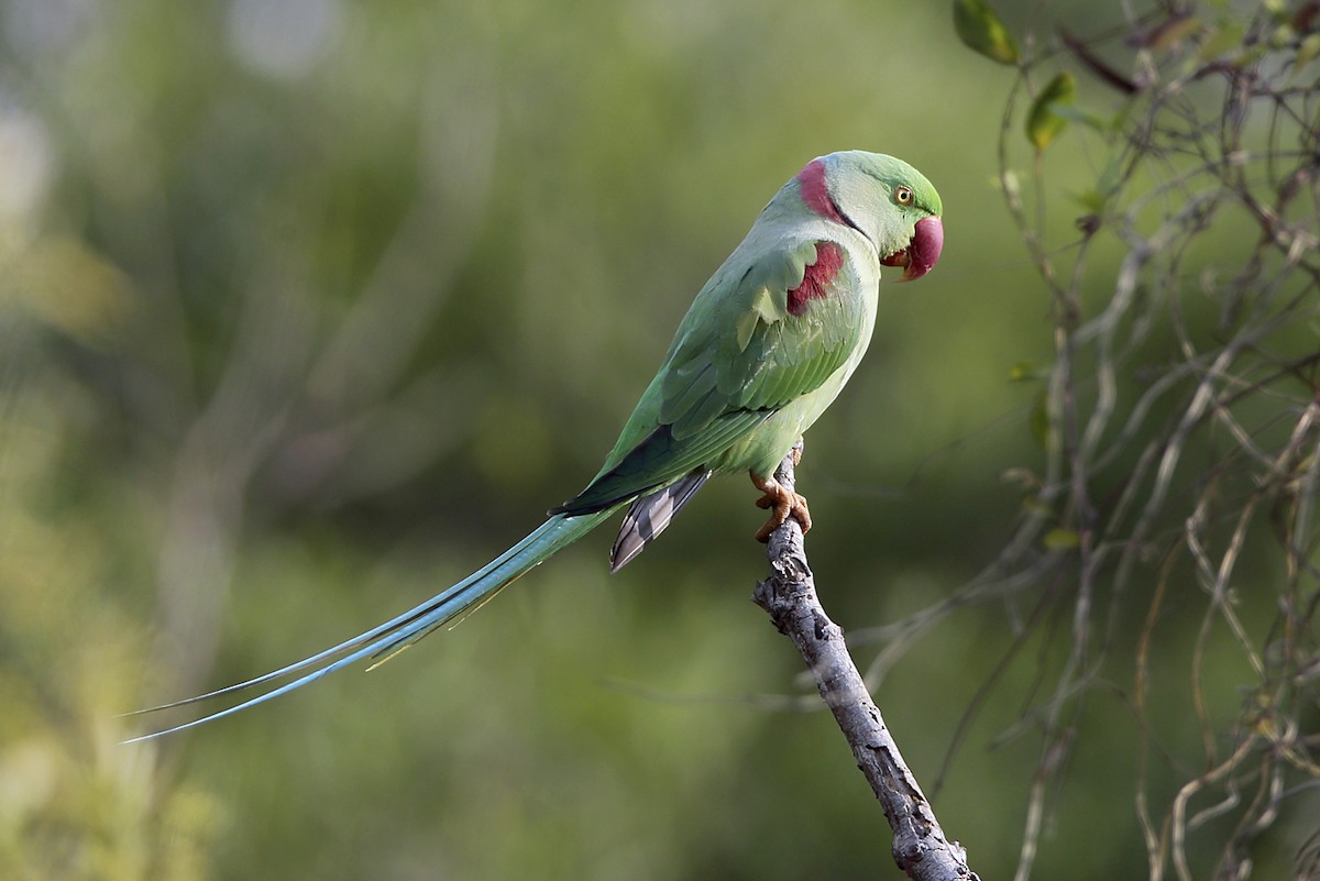 Alexandrine Parakeet - ML643101460