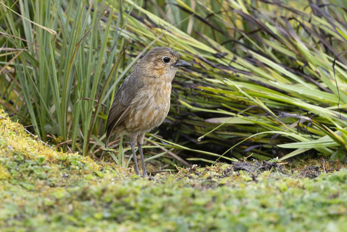 Boyaca Antpitta - ML643101464