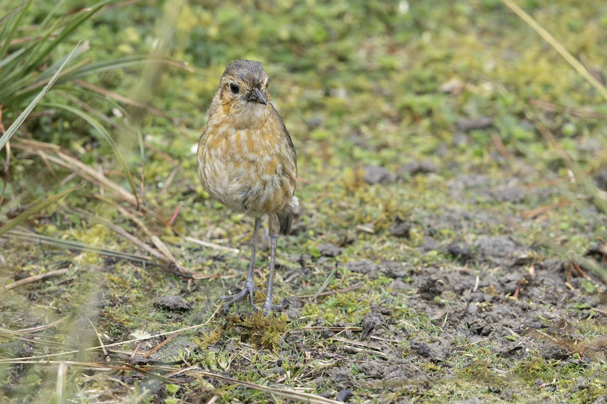 Boyaca Antpitta - ML643101468