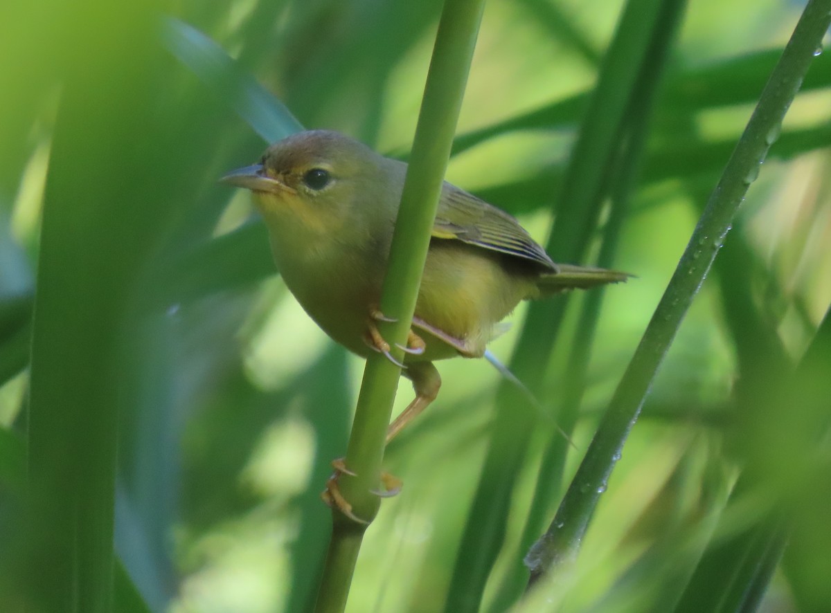 Masked Yellowthroat - ML643101478