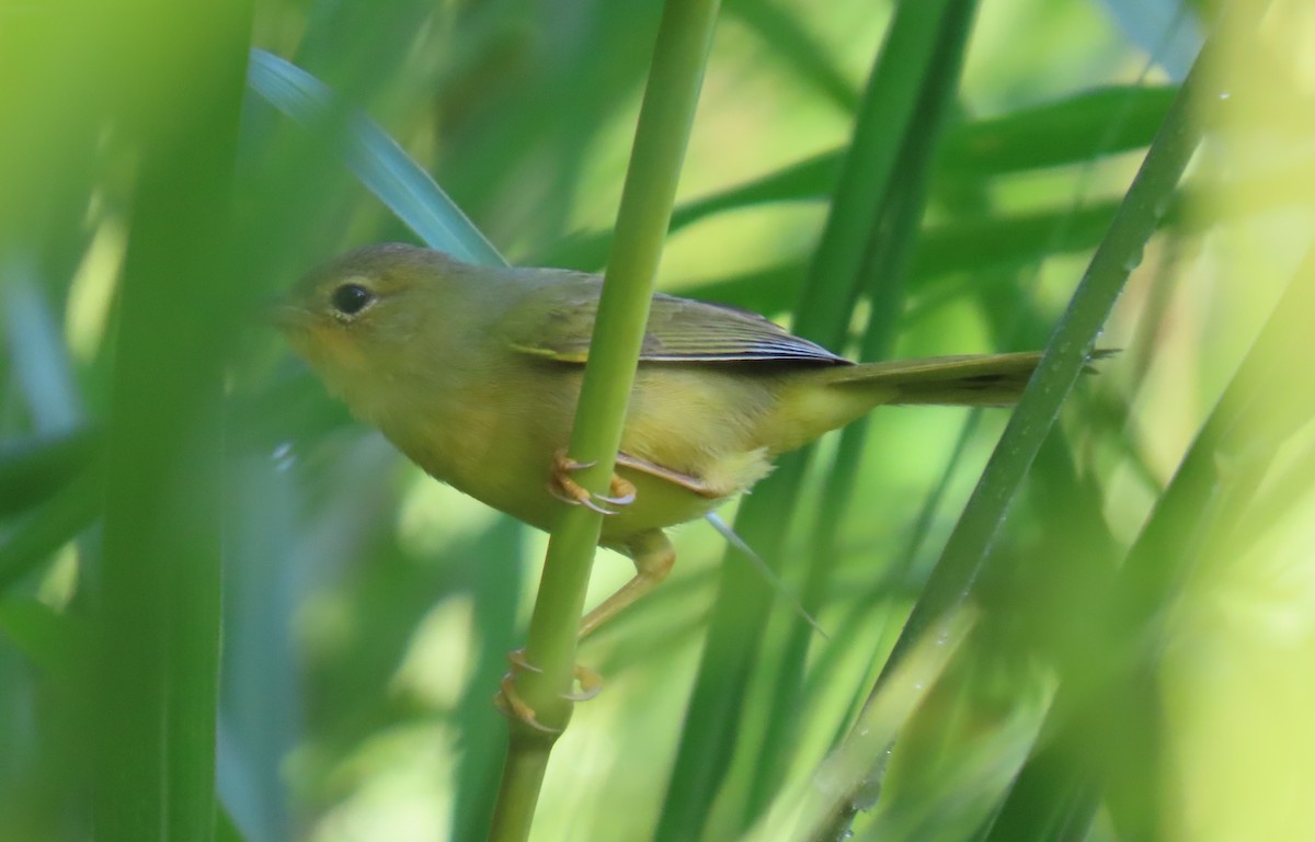 Masked Yellowthroat - ML643101479
